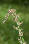 Spoon-leaf purple everlasting